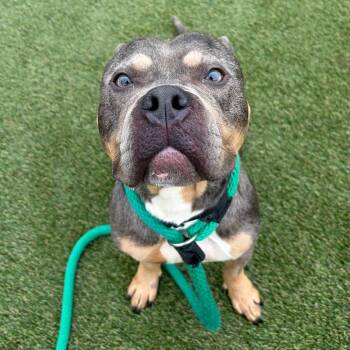 Posey -  Mixed Breed Dog for Adoption in Philadelphia, Pennsylvania - Posey | PetCurious