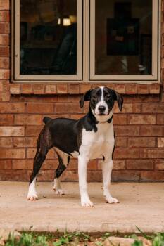 Ray -  Mountain Cur Dog for Adoption - Ray | PetCurious