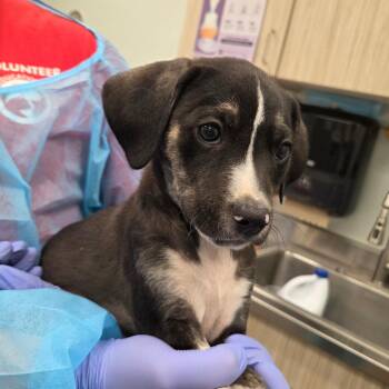 Robby -  Hound Dog Available for Adoption in Chattanooga, Tennessee - Robby | PetCurious