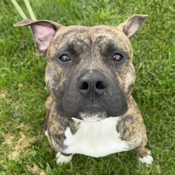 Pit Bull Terrier and American Staffordshire Terrier Dogs Available for Adoption in Turlock, California - Tex | PetCurious