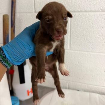 Fennel -  Shepherd Dog for Adoption in Edinburg, Texas - Fennel | PetCurious