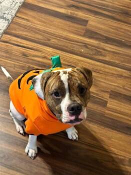 Rescue American Bulldog Dogs for Adoption in Carrollton, Virginia - Checkers | PetCurious