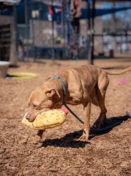 Mixed Breed Dogs Available for Adoption in Chamblee, Georgia - Natalie | PetCurious