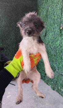 61723802 -  Chihuahua and Schnauzer Dog for Adoption in El Paso, Texas - 61723802 | PetCurious