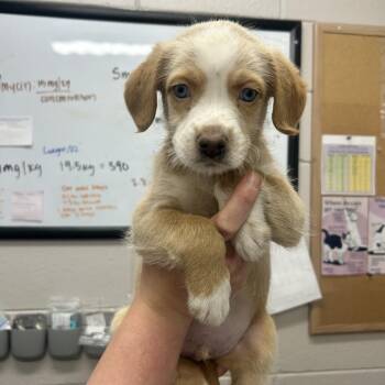 Toast -  Mixed Breed Dog for Adoption in Huntsville, Alabama - Toast | PetCurious