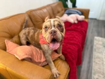 Caramel ribbon crunch -  American Bully and English Bulldog Dog for Adoption in Friendswood, Texas - Caramel Ribbon Crunch | PetCurious