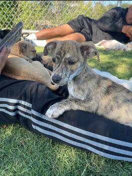 Tigger -  Chiweenie Dog for Adoption in Plano, Texas - Tigger | PetCurious