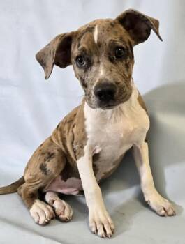 Cajun -  Catahoula Leopard Dog and Mixed Breed Dog for Adoption in Morton Grove, Illinois - Cajun | PetCurious