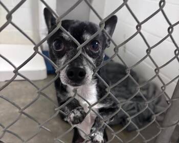 Chihuahua Dogs Available for Adoption - THOR | PetCurious