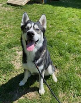 Siberian Husky Dogs Available for Adoption - RANGER | PetCurious