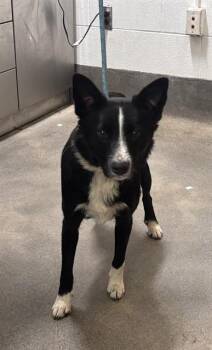 LUNA -  Border Collie and Mixed Breed Dog for Adoption - LUNA | PetCurious