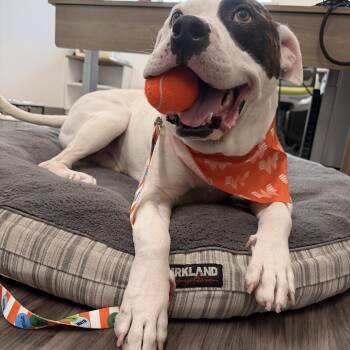 Thor -  American Bulldog and Pit Bull Terrier Dog for Adoption in Chandler, Arizona - Thor | PetCurious