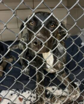 Miguel -  Mixed Breed Dog for Adoption in Nashville, Tennessee - Miguel | PetCurious