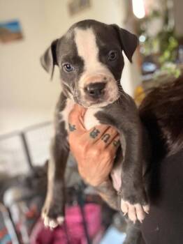 Traeger -  Pit Bull Terrier Dog for Adoption in Beavercreek, Oregon - Traeger | PetCurious