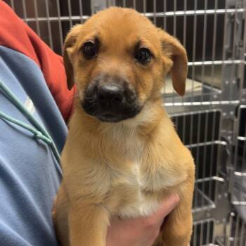 Labrador Retriever Dogs Available for Adoption in Mineral Point, Wisconsin - Sunflower | PetCurious