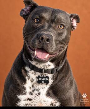 Arnold -  Pit Bull Terrier Dog for Adoption in Cumming, Georgia - Arnold | PetCurious