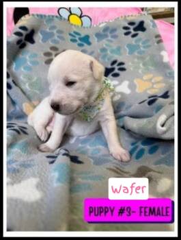 Labrador Retriever Dogs Available for Adoption in Plano, Texas - Wafer | PetCurious