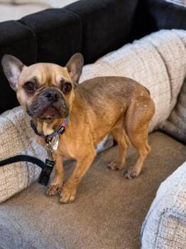 Solo -  French Bulldog Dog for Adoption in Fredericksburg, Virginia - Solo | PetCurious