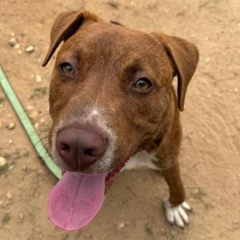 KJ -  Mixed Breed and Labrador Retriever Dog for Adoption in Binghamton, New York - KJ | PetCurious