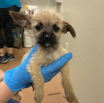 Rescue Chihuahua Dogs for Adoption in Kennewick, Washington - Rose | PetCurious