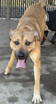 Labrador Retriever and Mixed Breed Dogs Available for Adoption in Savannah, Georgia - Eva | PetCurious