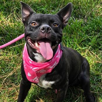 Valor -  Bulldog Dog for Adoption in Tylertown, Mississippi - Valor | PetCurious