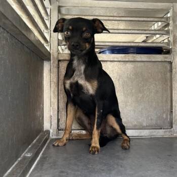 Pequena -  Chihuahua and Pug Dog for Adoption in Edinburg, Texas - Pequena | PetCurious