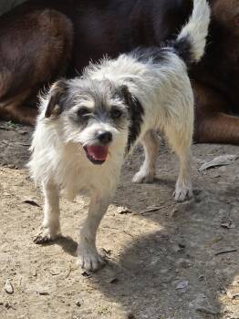 Yorkshire Terrier and Shih Tzu Dogs Available for Adoption in Ocean Township, New Jersey - Ariel- Scruffy Cutie | PetCurious