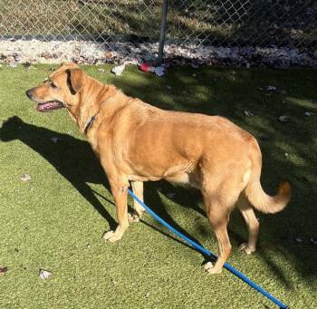 Rescue Hound and Mixed Breed Dogs for Adoption in Newton, North Carolina - MAGGIE | PetCurious