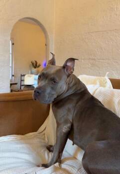 Myla -  Pit Bull Terrier Dog for Adoption in West Hollywood, California - Myla | PetCurious
