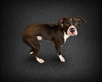 American Bulldog Dogs Available for Adoption in Winter Haven, Florida - CHASE | PetCurious