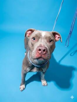 MAEVE -  Mixed Breed Dog for Adoption in Jacksonville, Florida - MAEVE | PetCurious
