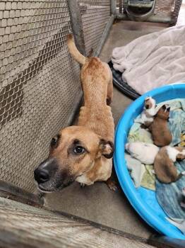 Firecracker -  Boxer and German Shepherd Dog Dog for Adoption in Carson City, Nevada - Firecracker | PetCurious
