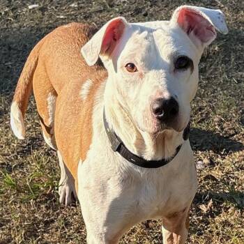 Rescue Boxer Dogs for Adoption in Calera, Alabama - Pearlie | PetCurious