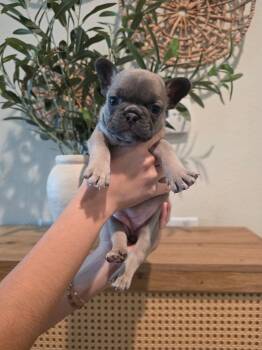 Reese -  French Bulldog Dog for Adoption in Penryn, California - Reese | PetCurious