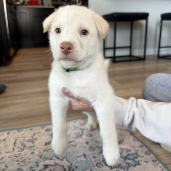 Shepherd and Husky Dogs Available for Adoption - Jon | PetCurious