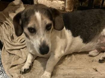 Rescue Beagle and Basset Hound Dogs for Adoption in Salt Lake City, Utah - Victor Aka Radar | PetCurious
