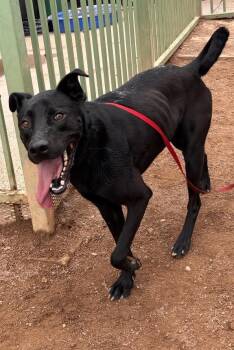 Max -  Mixed Breed Dog for Adoption in Hobbs, New Mexico - Max | PetCurious