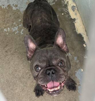 French Bulldog Dogs Available for Adoption in Labelle, Florida - Gator | PetCurious