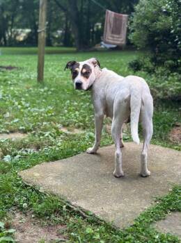 Reba -  American Bulldog and Australian Cattle Dog Blue Heeler Dog for Adoption in Joppa, Alabama - Reba | PetCurious