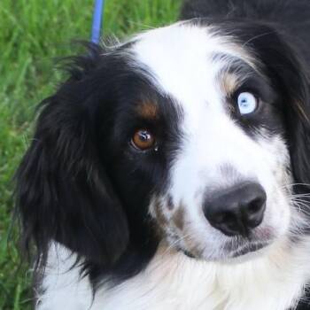Moose -  Australian Shepherd Dog for Adoption in Denver, Colorado - Moose | PetCurious
