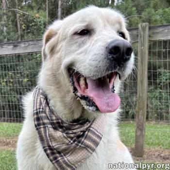 Bear in GA - Snuggly & Easygoing -  Great Pyrenees Dog for Adoption in Beacon, New York - Bear In GA - Snuggly & Easygoing | PetCurious