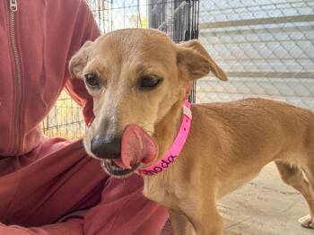 Rhoda -  Chihuahua Dog for Adoption in Fresno, California - Rhoda | PetCurious