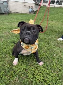 Francine -  American Bulldog and Mixed Breed Dog for Adoption - Francine | PetCurious