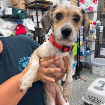 Blossom -  Mixed Breed Dog for Adoption in Fredericksburg, Virginia - Blossom | PetCurious