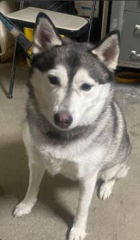 Husky Dogs Available for Adoption in Billings, Montana - Oreo | PetCurious