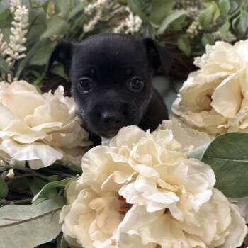 Aster -  Chihuahua Dog for Adoption in Benton City, Washington - Aster | PetCurious