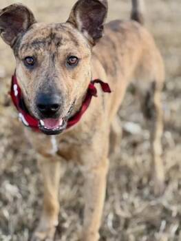 Mixed Breed Dogs Available for Adoption - Tiger | PetCurious