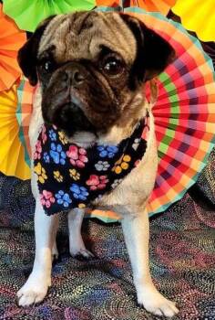 Mac -  Pug Dog Available for Adoption in Savannah, Georgia - Mac | PetCurious