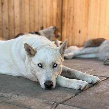 Rango -  Siberian Husky Dog for Adoption in Portland, Oregon - Rango | PetCurious